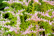 Broadleaf Stonecrop Sedum Pulchellum Seeds