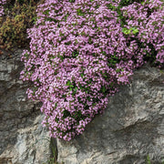 Ground Cover Soapwort Seeds