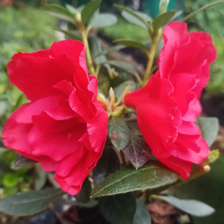 Vibrant Bloom Red Azalea Seeds