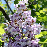 Fortunei Paulownia Seeds