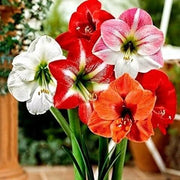 Indoor Garden Amaryllis Seeds