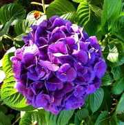 Blue Purple Hydrangea Seeds