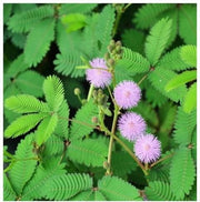Lavender Mimosa pudica Seeds