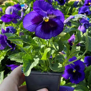 Deep Blue Pansy Seeds