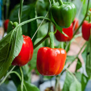 Doux D'Espagne Pimento Pepper Seeds