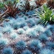Blue Fescue Seeds - Herbal Seeds