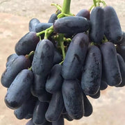 Black Finger Grape Seeds