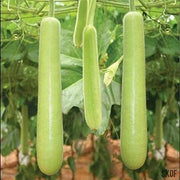 Calabash Bottle Gourd Seeds