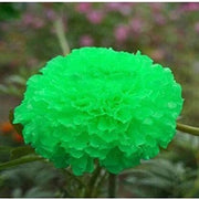 Green Marigold Seeds