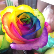 Rainbow Rose Rosa spp. Seeds