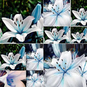 Blue Lily Seeds