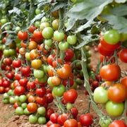Grape Tomato Seeds