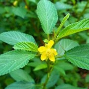 Egyptian Spinach Jute Seeds