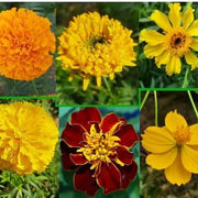 Mix Marigold Seeds