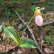 Lady's Slipper Orchid Seeds