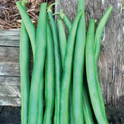 Slenderette Green French Bean Seeds