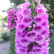 Excelsior Mix Foxglove Seeds