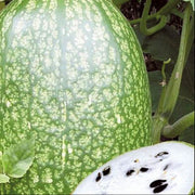 Green Malabar Gourd Seeds