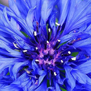 Fragrant Blooms Cornflower Seeds