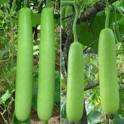 Edible Bottle Gourd Cucuzzi Gourd Seeds