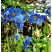 Grandis Blue Meconopsis Seeds