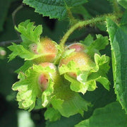 American Hazelnut Seeds