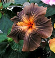Brown Hibiscus Seeds