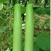 Green Bottle Gourd Seeds