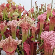 Wildflower Mix Sarracenia Seeds