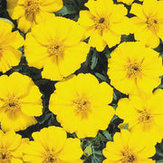 French Disco Yellow Marigold Seeds