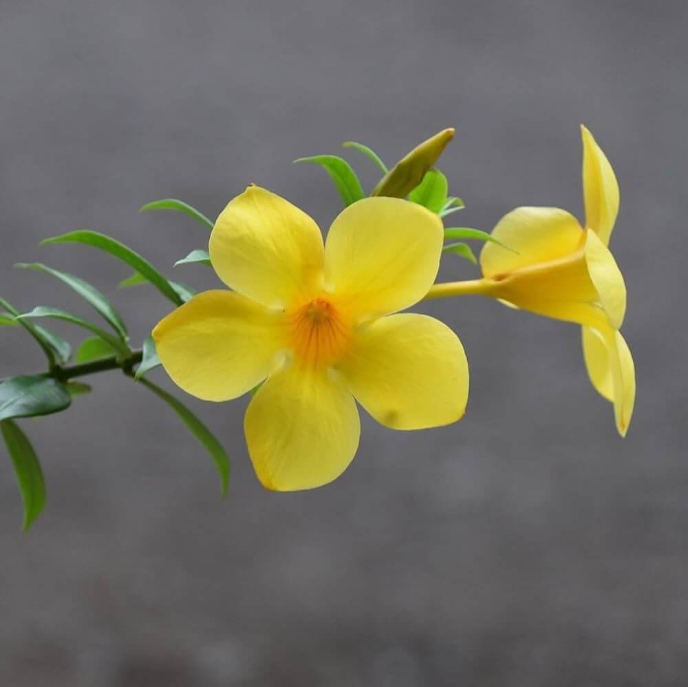 Drought-Tolerant Allamanda Seeds