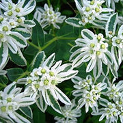 Snow on The Mountain Seeds - Herbal Seeds