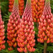 Wildflower Orange Lupine Seeds