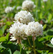 Dutch White Clover Seeds