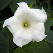 Giant White Moon Vine Seeds