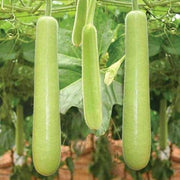 Edible Bottle Gourd Cucuzzi Gourd Seeds
