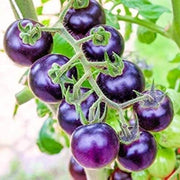 Deep Violet Tomato Seeds