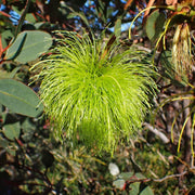 Lehmannii Eucalyptus Seeds, Herbal