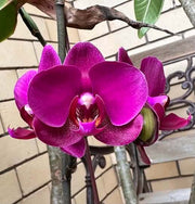 Pink Orchid Seeds