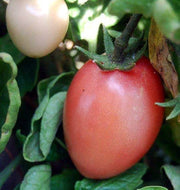 Thai Pink Egg Tomato Seeds