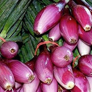 Tropeana Lunga Heirloom Onion Seeds