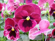 Semi Delta Pure Rose Pansy Seeds