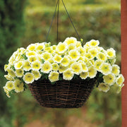 Yellow and White Petunia Seeds