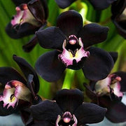 Black Orchid Seeds