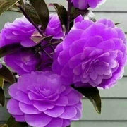 Purple Camellia Seeds