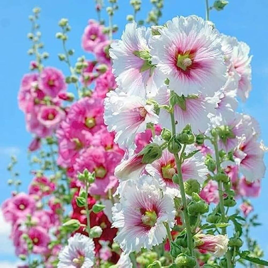 Giant Danish Mix Hollyhock Seeds