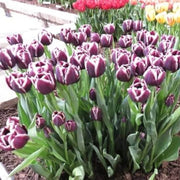 Jackpot Tulip Seeds