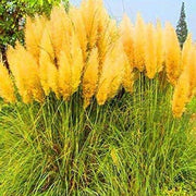 Yellow Pampas Seeds, Herbal