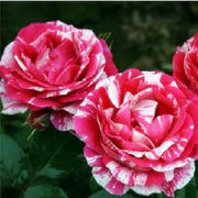 White & Pink Rose Mix Rosa spp. Seeds