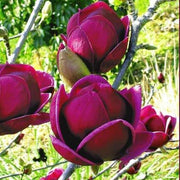 Purple Yulan Magnolia Seeds